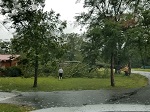 Storm damage fallen trees